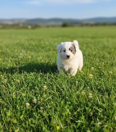 alman coban itləri: Gözəl xasiyyətli balaca it balası - Cinsə-bənzər xüsusiyyətlər: iri
