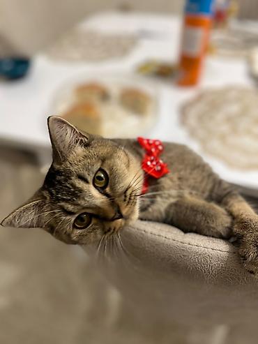 pişik oyuncağı: 🐱 Şinşilla pişik satılır! 🤍 ✨ Yaşı: 7 aylıq ♀️ Cinsi: Dişi 💕 Çox — 3