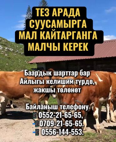 работа на скорой помощи: Талап кылынат Малчы, Төлөм Ай сайын