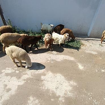 qoyun qiymetleri: Salam aleyküm ünvan binə atclk qiymet 215 manatdan 260 manata kimi — 2