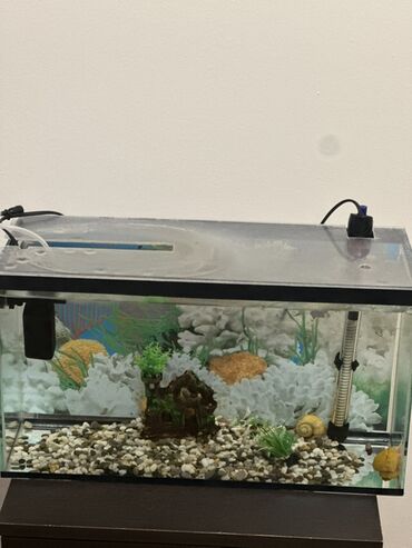 сколько стоят аквариумные рыбки: Аквариумный комплект для домашних рыб - Прямоугольный стеклянный lalafo.kg да сколько стоят аквариумные рыбки: Аквариумный комплект для домашних рыб - Прямоугольный стеклянный