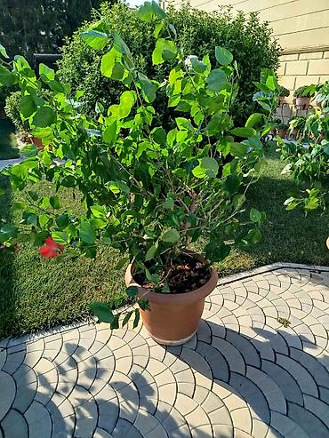 orxideya gulunun qiyməti: Saxsıda hibiskus (Çin gülü) dekorativ bitkisi. Bitki iri ölçülüdür və — 4
