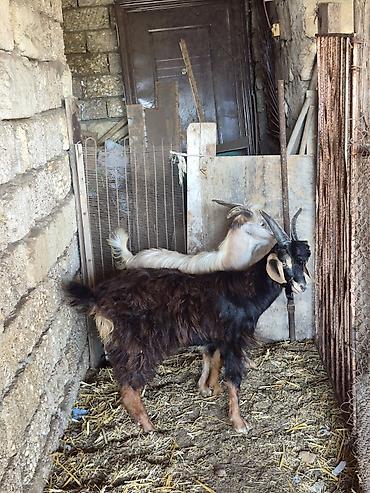 Keçilər, çəpişlər: Salam saglam arpa yonca yeyen heyvanlardı real alıcılar zeng vursun — 2