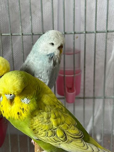 cex quşlar: Temiz qan vistivka ve cex hazir cut cex de var bala cex de var — 3