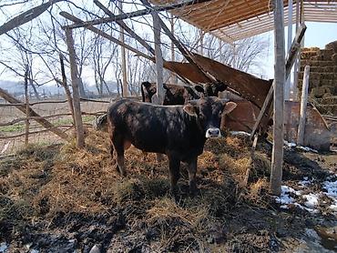 Коровы, быки: Продаю | Бык (самец) | На откорм | Племенные — 7