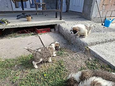 Psi: BERNARDINCI – ODGAJANI SA POSEBNOM PAŽNJOM I NEGEOM Ako tražite — 19