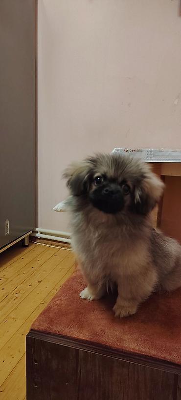 pomerian it: Pekines, 3 ay, Erkək, Peyvəndli, Ünvandan götürmə — 3