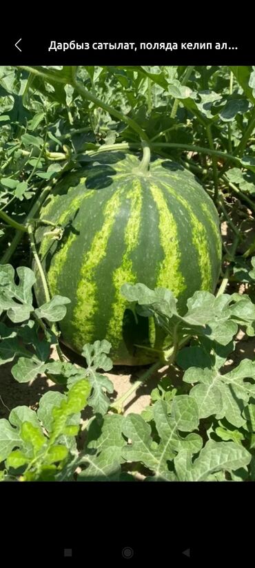 печи для дома с водяным отоплением бишкек: Арбузы Оптом, Самовывоз