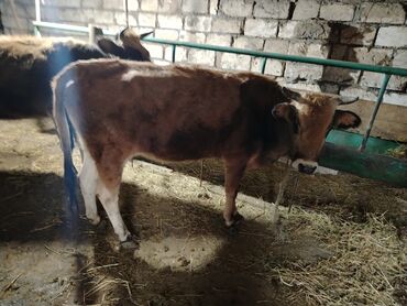 Dana, buzov: Dana, buzov, Dişi, Holsteyn, ay: 1, 560 kq, Ətlik — 1