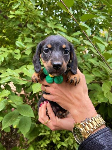 Psi: Odgajivacnica pasa “Happy Puppies” ima prelepe stence mini jazavicara — 7