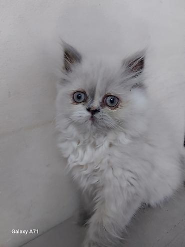 Pişiklər: Qızıl şinşilla — 21