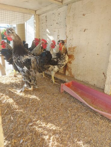 Зоотовары: Birdən çox ev quşu, 4 aylıq banlayan xoruzlar, Fermer təsərrüfatı və