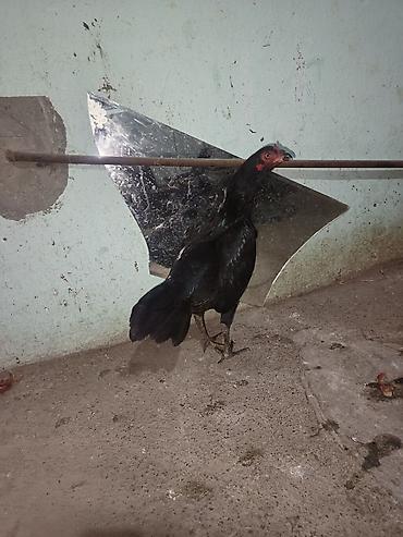 damazlıq heyvanların satışı: Salam bu heyvanlarin yumurtaları satılır temiz qan heyvandilar ünvan — 2