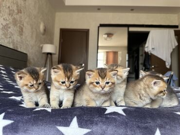 pişik yuva: Şinşilla, Erkək, Dişi, Pulsuz çatdırılma