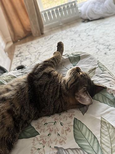 рыжая кошка: Кошка даром: Беспородная, 5 лет, Девочка, Кастрирована, Приучена к лотку, Проглистована — 8