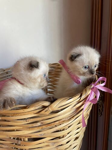 Pişiklər: Şotland yastı qulaq, Erkək, Dişi, Yaxşı əllərə, Ünvandan götürmə, Pulsuz çatdırılma, Ödənişli çatdırılma — 167