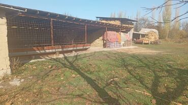 дом район ак орго: 13 соток, Для строительства, Красная книга