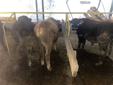 Коровы, быки: Продаю | Бык (самец) | На откорм — 7