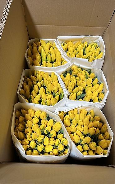 Букеты из живых цветов: Тюльпаны срезанные, сортовые, упакованные партиями. - Палитра — 4