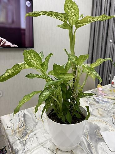 Другие растения: Dieffenbachia (ağ xallı tropik otaq bitkisi) - Növ: Dieffenbachia — 6