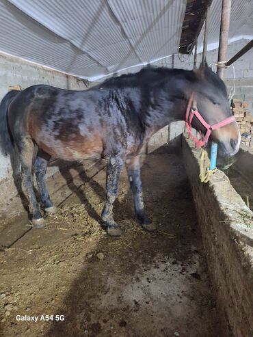 Лошади, кони: Продаю | Жеребец | Рабочий | Осеменитель — 6