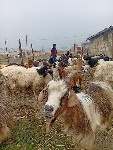 halep kecisi satilir: Qoyun-keçi təsərrüfatı üçün ana keçi sürüsü - Cins: yerli dağ/bozkeçi — 1
