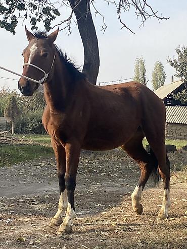 продажа коней: Продаю | Кобыла (самка), Жеребенок | Конный спорт — 5