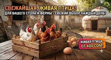 кормушка для кур: Продаю | Куры | Домашняя | Для разведения — 1