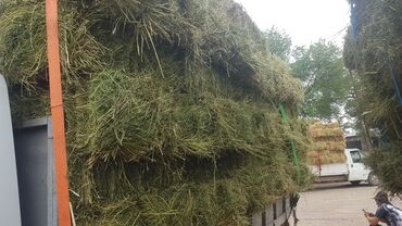 роаккутан бишкек цена: Продаю тюки 1 укос московский район