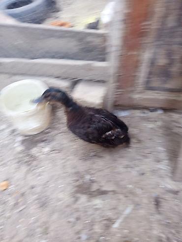 qaz ordey: Salam sort ördək 🦆 satılır heçbir xəsdəliyi yoxdur qiyməti 20 manat — 3