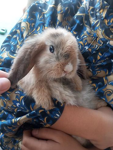 Dovşanlar: Holland Lop qulaqlı dekorativ dovşan balaları - Cins: Lop (sallanan — 1