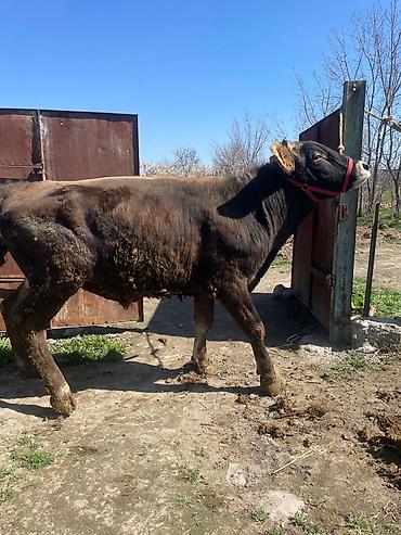 Коровы, быки: Продаю | Бык (самец) | На откорм | Племенные at lalafo.kg — 9 Коровы, быки: Продаю | Бык (самец) | На откорм | Племенные — 9