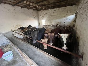 Рогатый скот: Xaricde dogulub ferma seraitinde boyume heyvanlar ilk 2 ayi — 4