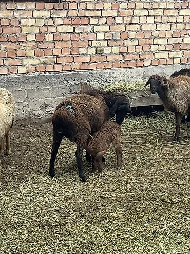 Другие животные: Асалоому алейкум 7 баш козулу кой бар козулар чон 7 баш бооз кой — 3