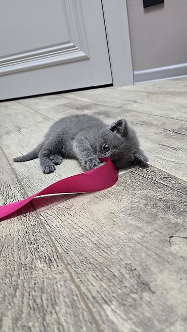 Продажа кошек: Скотиш Фолд (Шотландская вислоухая), 1 месяц, Девочка, Голубой, Приучена к лотку — 3