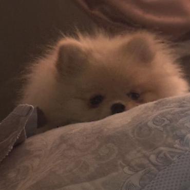 Продажа собак: Шпиц, 7 месяцев, Самка, С прививкой — 9