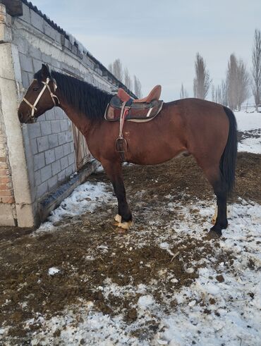 Лошади, кони: Продаю | Жеребец