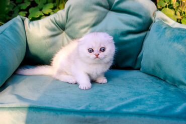 Продажа кошек: Скотиш Фолд (Шотландская вислоухая), 1 месяц, Мальчик, Белый