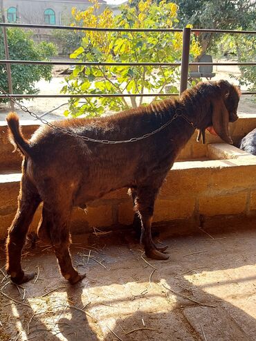 Keçi, çəpiş: 3üdə bir yerdə satılır, 1 erkəy 2 dişi marağlanan yaza bilər — 7
