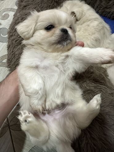 собаки на заказ: Пекинес, 2 месяца, Самец, Платная доставка