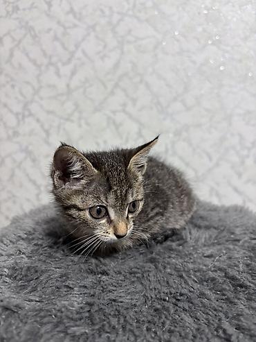 котёнок токмок: ⭕️ Бесплатно, Бишкек! Котёнок, мальчик, возраст — 1 месяц. Окрас — 4