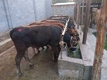 обмен дакан: Продаю | Бык (самец) | Алатауская, Швицкая | На откорм — 10