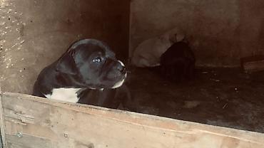 İtlər: Pitbul — 1