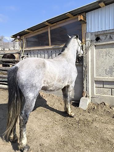 Лошади, кони: Продаю | Конь (самец) | Кара Жорго — 6