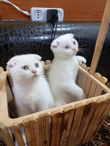 Шотладская вислоухая, Самка, В добрые руки