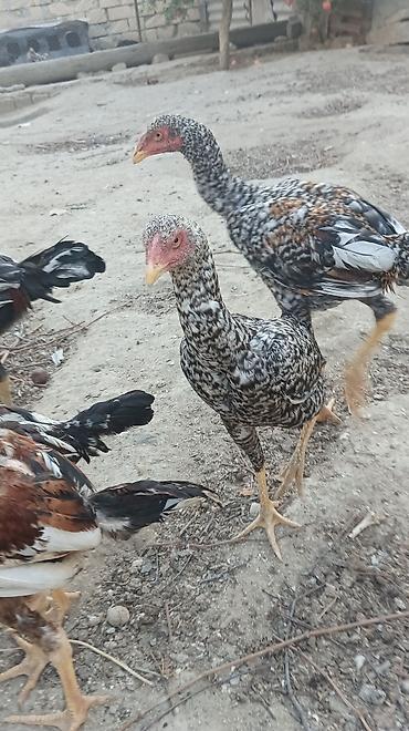 Xoruzlar: Xoruz, Heyratı, il: 2, Ünvandan götürmə -da lalafo.az — 13 Xoruzlar: Xoruz, Heyratı, il: 2, Ünvandan götürmə — 13