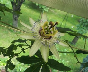 Ostale kućne biljke: Hristov venac Cveće Hristov Venac Passiflora caerulea spada u red — 7