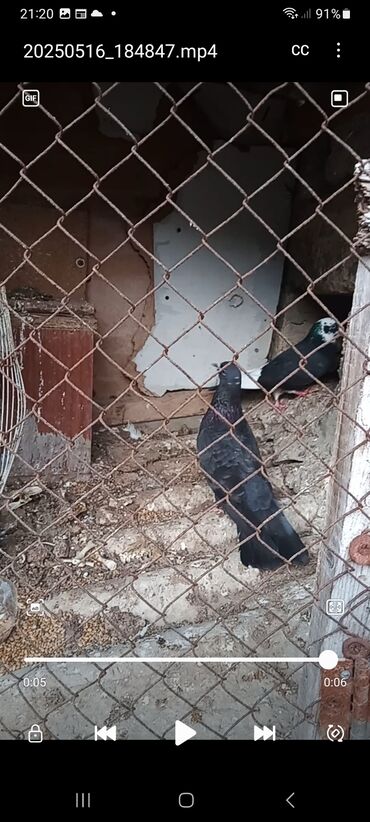 Göyərçinlər: Salam cutder satilir 15 man iki bir yerde nomrenin anca vaccabiynan