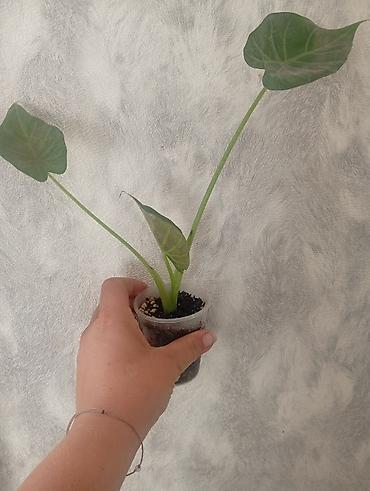 большой фикус: Продажа — 5