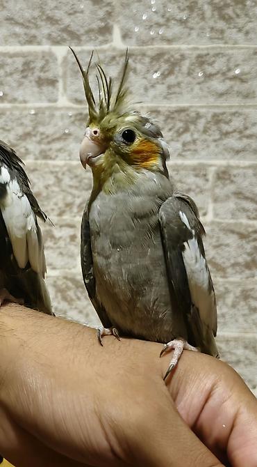 Nimfa (Cockatiel) tutuquşuları – boz-ağ ləkəli lələklər, sarı daraq və lalafo.az -da Nimfa (Cockatiel) tutuquşuları – boz-ağ ləkəli lələklər, sarı daraq və